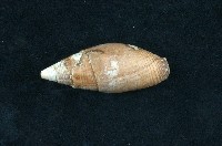 藏品(咖啡筆螺)的圖片